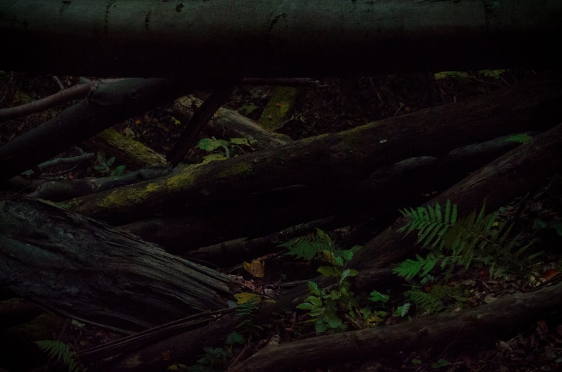 plant, branches, high angle view, nature, 4K, land, architecture, rotten wood, background, no people, dark fallen wood texture with fern leaves, log, dark