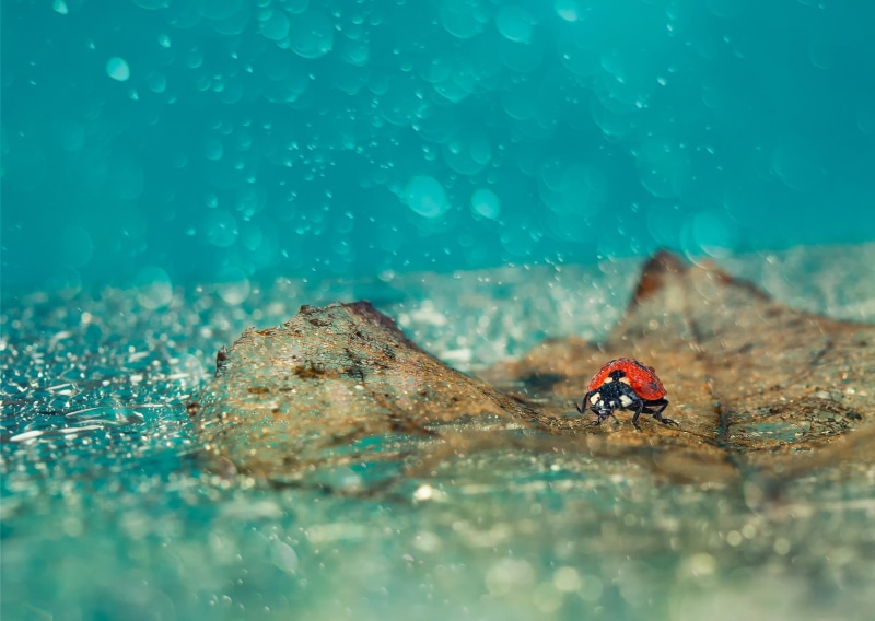 leaves, rain, 1080P, ladybug, fallen, faller, drops