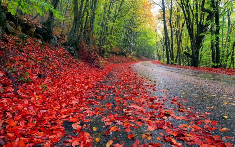 windows, 4K, red, fallen, forest, road, trees, desktop, earth, fall, damp, leaves, backgrounds, hornbeam