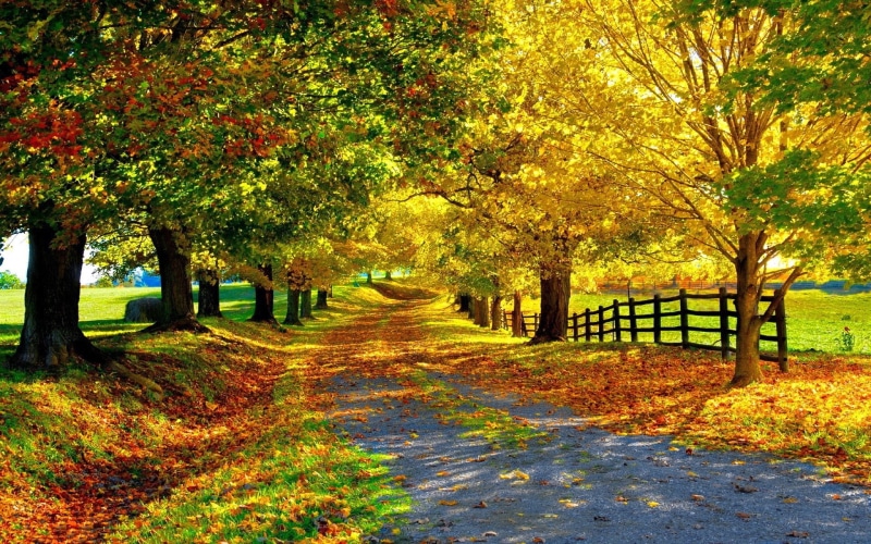  color, lily, 1080P, colorado, hd, green, road, fallen, denver, yellow, trees, autumn, red, country, leaves