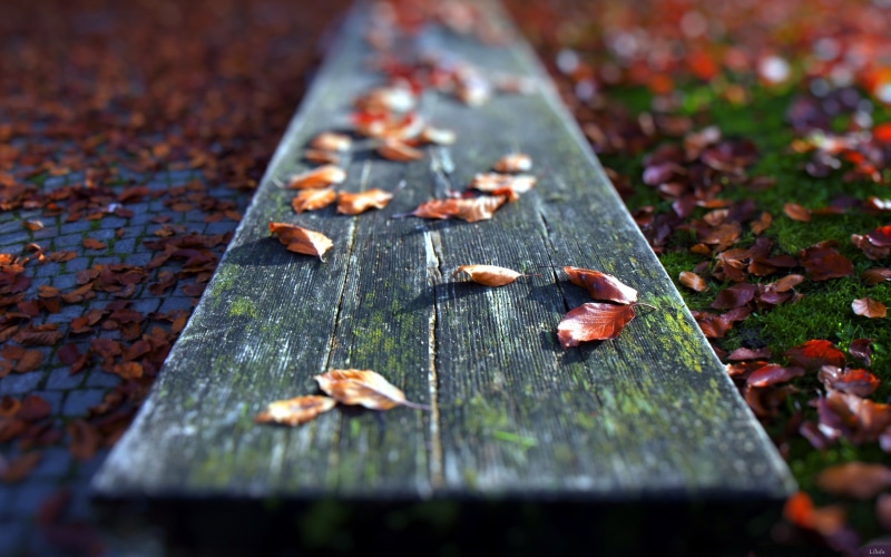 2K, fallen, leaves, bench, photography