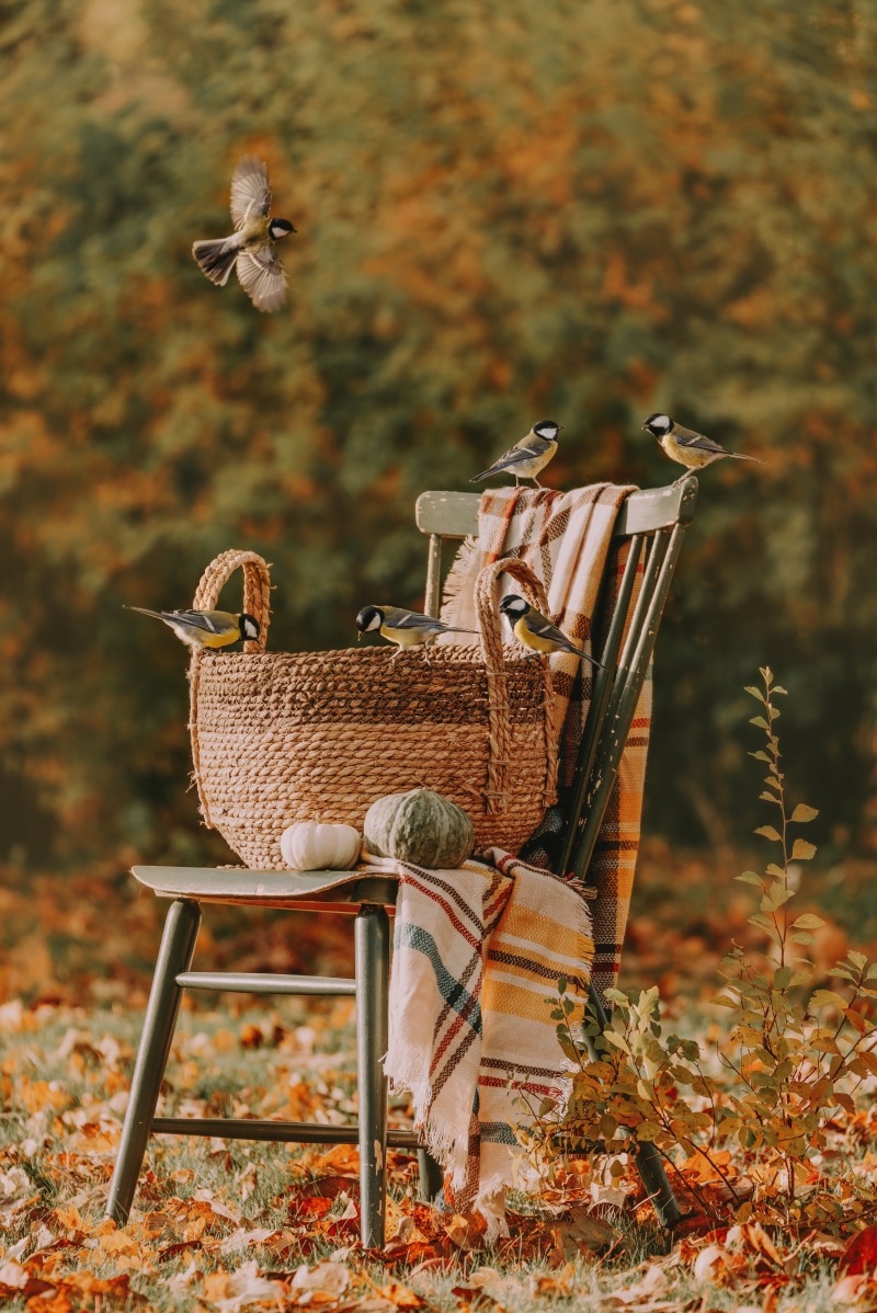 fallen leaves, 5K, birds, nature, fall, pumpkin, chair, baskets