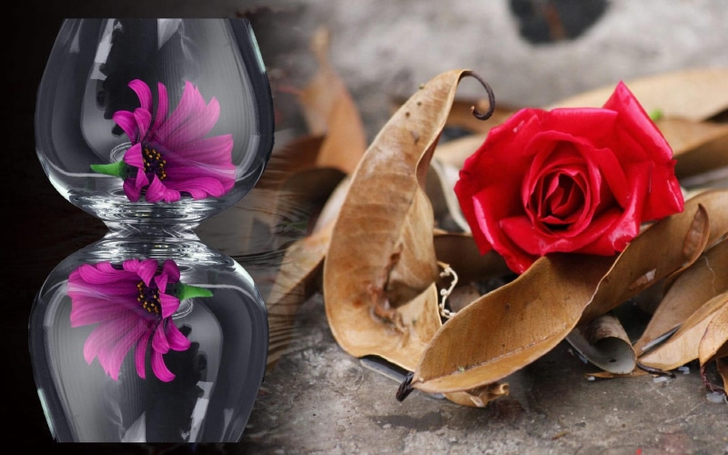 ground, love, fallen, beautiful, flower, photo, nature, photography, view, glas, rose, alone, 1080P, leaves