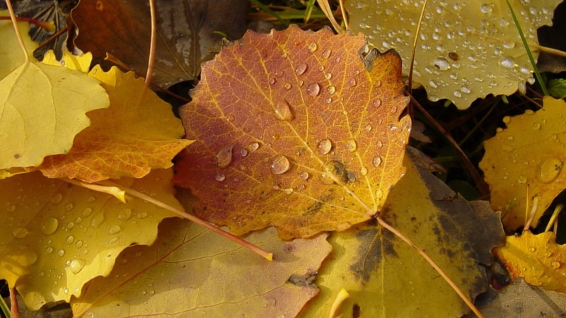 orange Color, forest, color Image, season, outdoors, dew, macro, red, maple leaf, plant part, day, fallen, maple, natural pattern, green Color, fall, tree