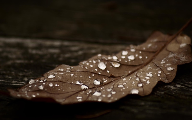 dew, hd, leaves, 1080P, fallen