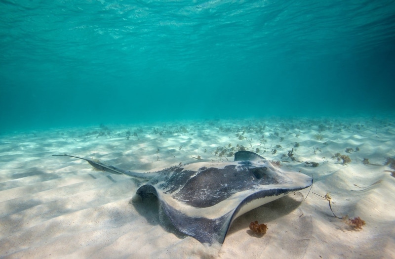 manta, animal, water, sea life, one animal, turquoise colored, swimming, Stingray, animal themes, 1080P, animals, marine, animals in the wild, animal wildlife