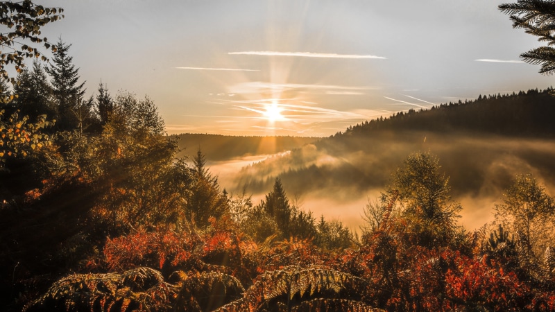 autumn, sky, mist, atmosphere, september, nature, landscape, sunrise, wilderness, morning, dawn, 4K, sunlight, tree, forest, leaf