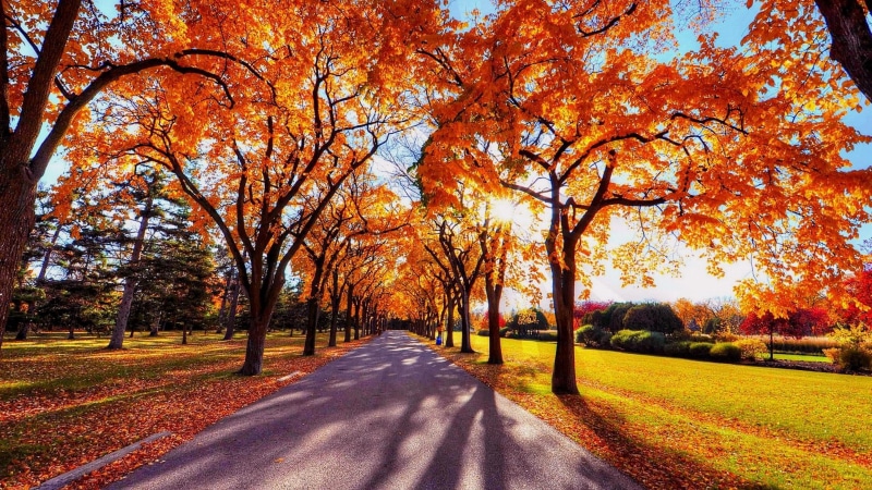 nature, 1080P, autumn, shadow, september, park, sunny