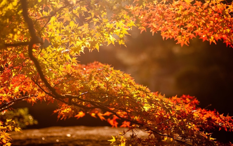 falling, focus on foreground, blurred, yellow, autumn, gold Colored, tranquility, light - Natural Phenomenon, september, multi Colored, maple, leafed, fall