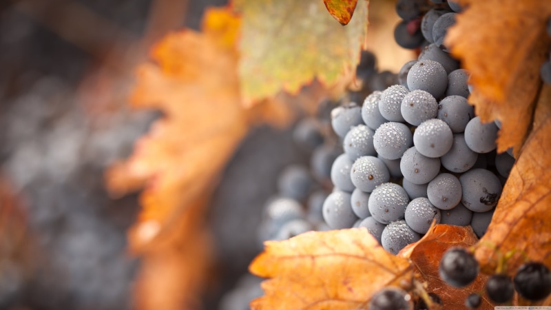 plant, yellow, september, nature, fruit, large group of objects, forest, winemaking, abundance, rural Scene, no People, colors, close-up, selective focus