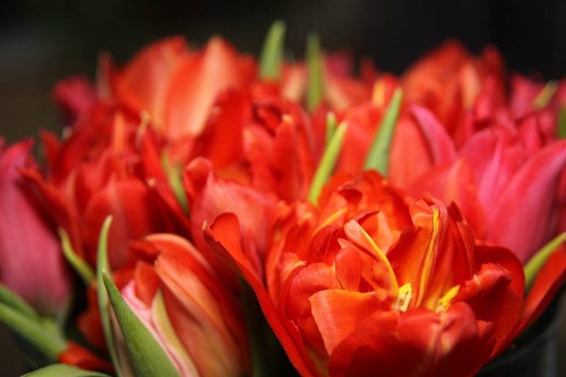 flower head, outdoors, focus on foreground, plant, beauty in nature, bouquet, yellow, flowers, closeup, no people, selective focus, phography, orange, inflorescence