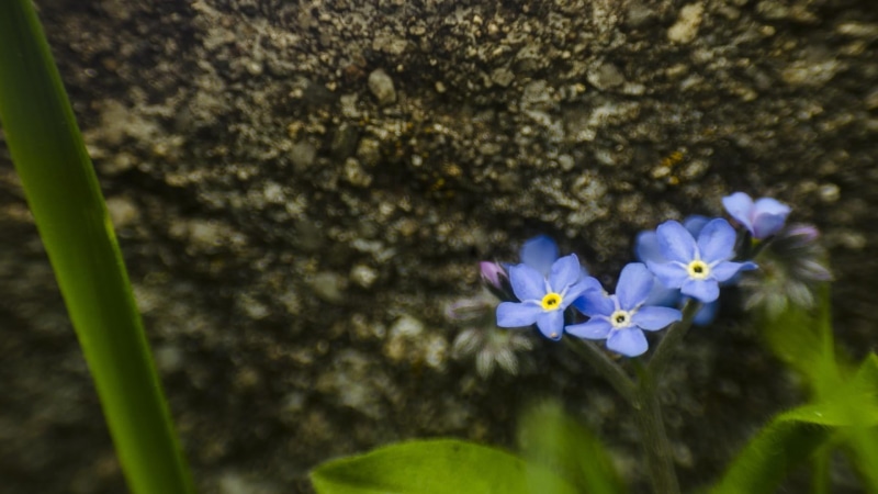 flower, flower head, nice feeling, purple, day, growth, inflorescence, photography, no people, flowers, flowering plant, plant, flowers images