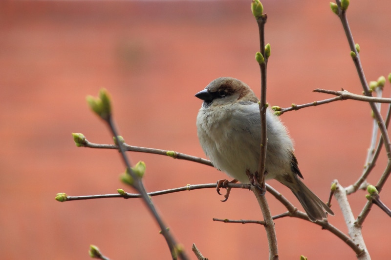 closeup, focus on foreground, one animal, tree, white, plant, close-up, 2K, animal, brown, branch, perching, outdoors, nature, full length, sitting, phography