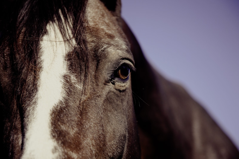 animal wildlife, face, canine, whisker, horse, phography, one animal, 4K, no people, portrait, focus, profile view, animal eye, animal, looking at camera