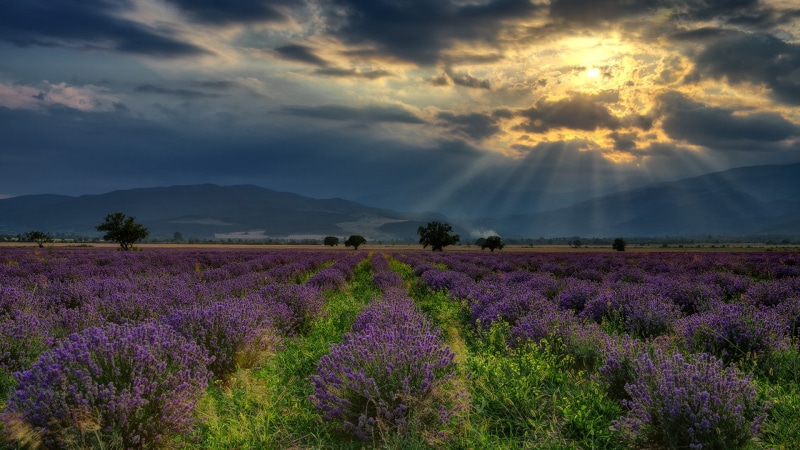 flowering plant, outdoors, tranquility, plant, beauty in nature, Bulgaria, flower head, sky, hills, tranquil scene, environment, cloud - sky, clouds, lavender