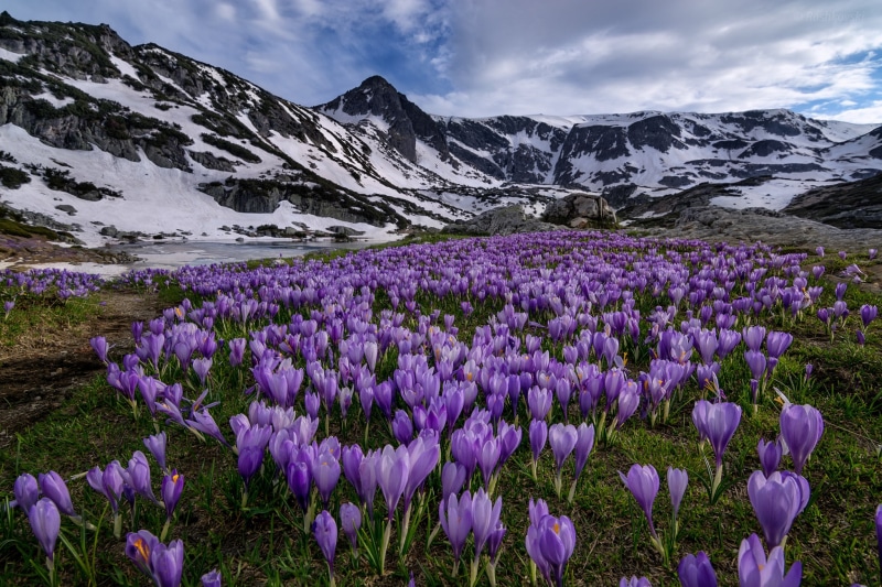 travel, springtime, flower, meadow, tranquility, 1080P, field, landscape, tulip, snow, flowers, summer, plant, blossom, Bulgaria, idyllic, crocus, rural Scene
