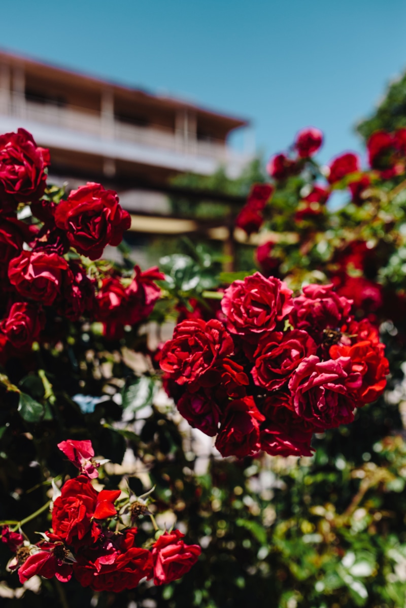 no people, bouquet, beauty in nature, outdoors, 5K, flower head, building exterior, flowers, bunch of flowers, flowering plant, inflorescence, architecture