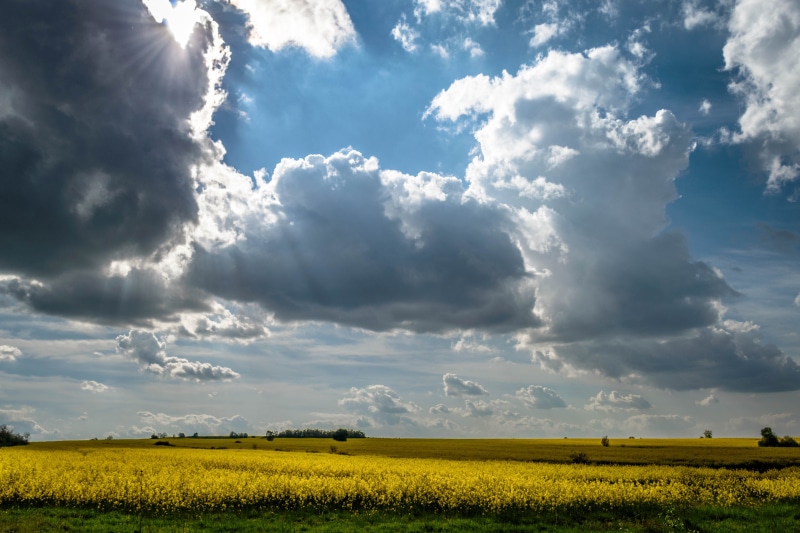 beauty in nature, yellow, agriculture, tranquility, landscape, no people, scenics - nature, plantation, idyllic, sky, outdoors, growth, day, nature, 5K