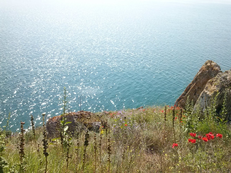 flowers, high angle view, Bulgaria, green, sunlight, plant, water, scenics - nature, day, growth, sea, flower, land, tranquil scene, no people, 2K, tranquility