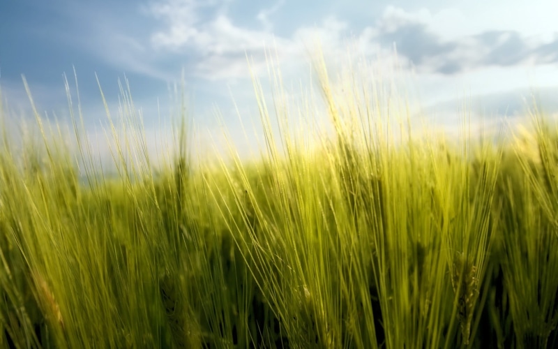 beauty in nature, freshness, sky, nature, landscape, macro, green, rural scene, agriculture, no people, farm, field, grasses, crop, tranquility, land, environment