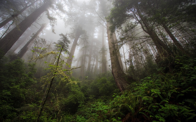 california, rainforest, creek, environment, brown, tree, forest, trail, 4K, damnationcreektrail, photography, streaming, land, tranquil scene, tranquility
