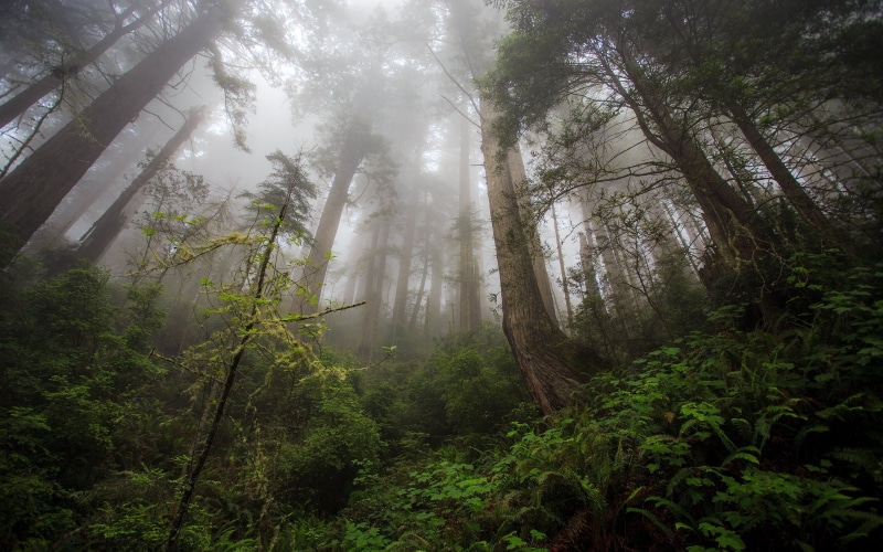 mist, forest, green, 2K, creeks, Brazil, trees, Amazon