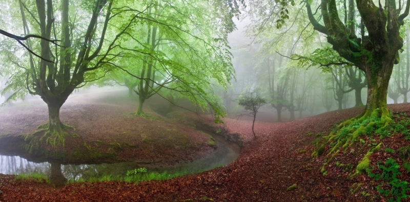 nature, outdoors, landscape, green, day, 720P, non-urban scene, beauty in nature, hills, plant, environment, tranquility, forest, tree, growth, tree trunk