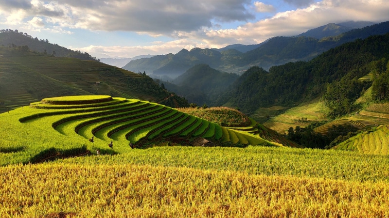 terrace, asian, rice - cereal plant, farmer, rice paddy, women, terraced field, travel, plant, sky, plantation, field, green, landscape, summer, rice, terraces