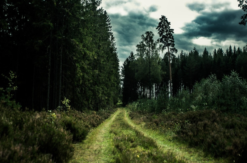 forest, road, 2K, lush foliage, no people, foliage, green, plant, trail, tranquil scene, cloud - sky, environment, tranquility, non-urban scene, day, trees
