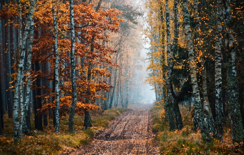 non-urban scene, fall, trees, outdoors, change, woodland, land, day, tree trunk, growth, autumn, scenics - nature, no people, the way forward, tree, trail