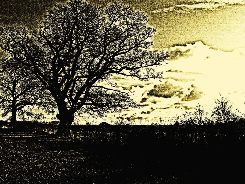 1080P, l, fields, tree, nature and landscapes, landscape, photoshop, impressionist, skyscape