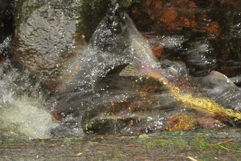 petersburg, day, blurred motion, rock, long exposure, fish, nature, determination, no people, motion, action, animal wildlife, petersburg, splashing, united states