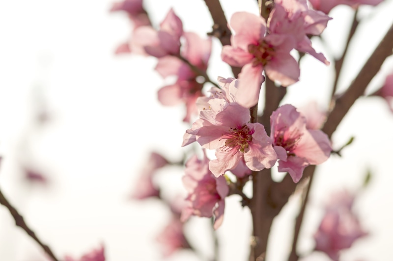 day, pollen, 5K, selective focus, bunch of flowers, outdoors, branch, beauty in nature, cherry tree, petal, tree, close-up, pink, impressionist, watercolor