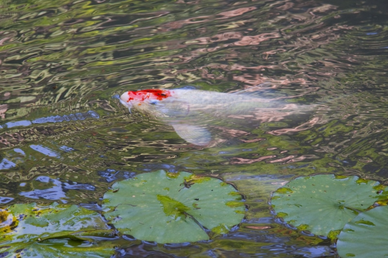lake, swim, reflection, Koi fish, animals in the wild, animal themes, impressionist style, japan, no people, lily pad, pond, fish, red, leaf, one animal