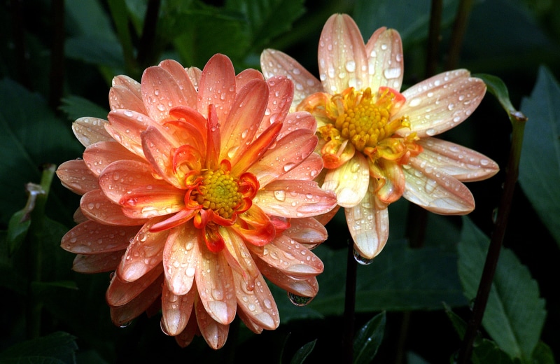 orange, flowers, summer, flower Head, nature, photos, close-up, 1080P, plant, petal, CC0, Public Domain, two, drops, red, drew, Dedication, Sunrise, pink Color