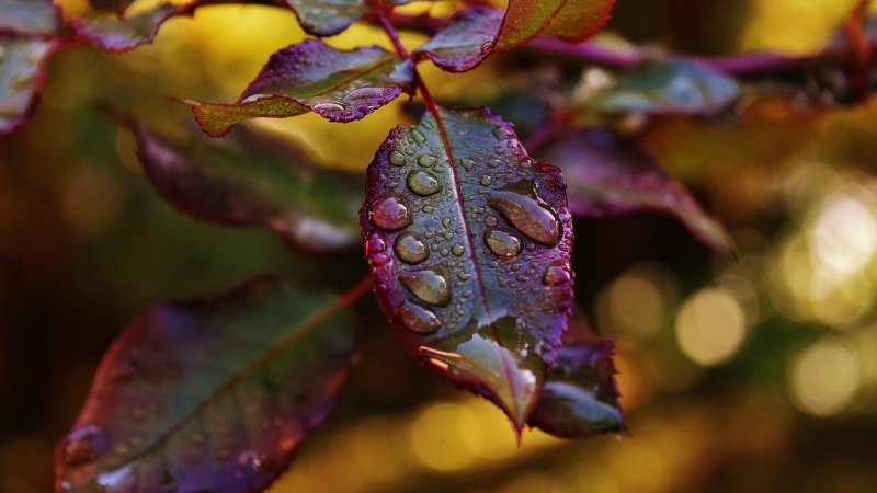 4K, leaves, drew, plant, drops