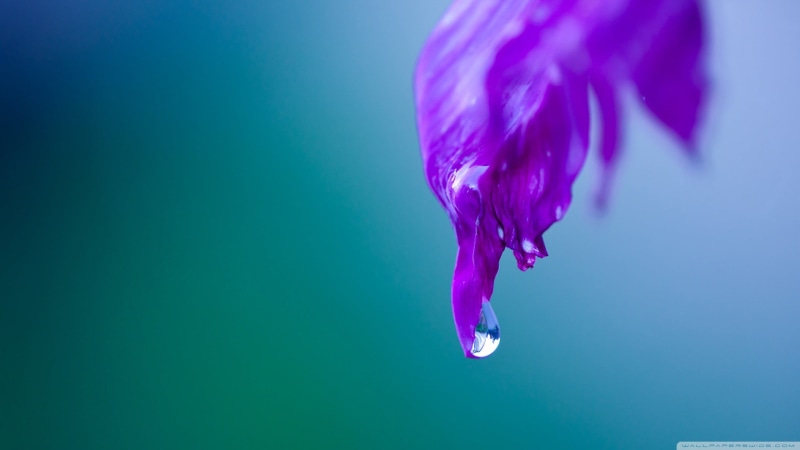 copy space, colored background, drew, 2K, purple, flower, close-up, graphic, blue, beauty in nature, jellyfish, pink color, underwater, indoors, sea, water