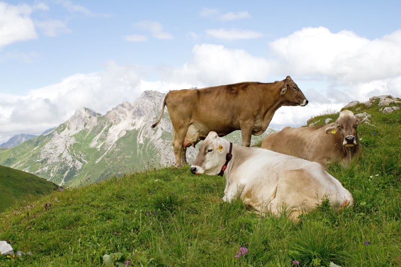 domestic, cows, livestock, cow, land, no people, landscape, cloud - sky, grass, domestic animals, pets, nature, animal, environment, 5K, herbivorous, animal themes