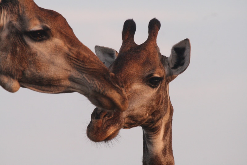 domestic animals, giraffes, mouth, domestic, giraffe, wildlife, animal head, lip, herbivorous, one animal, rhino, animal body part, animal neck, 4K, hyena