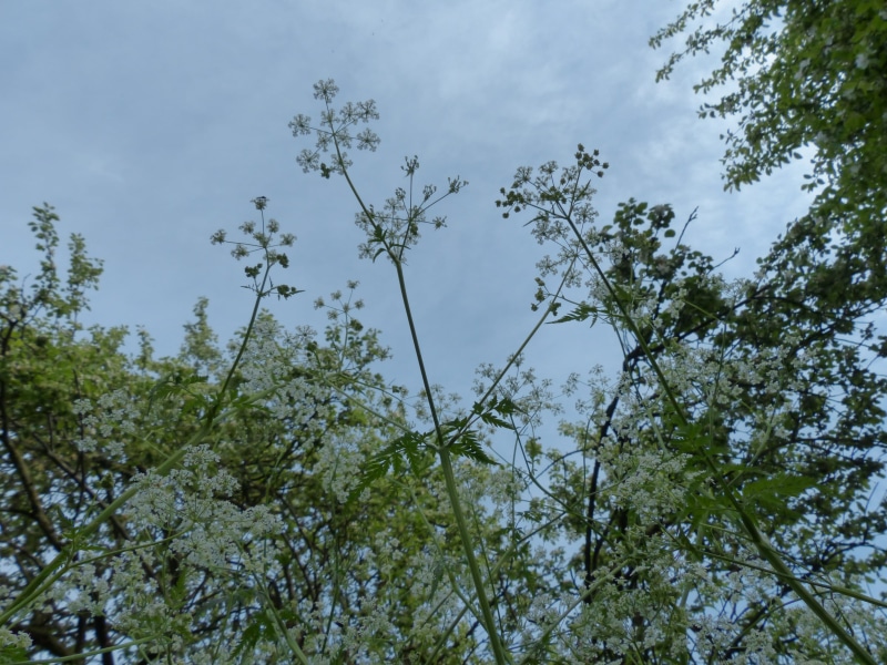 Top, Cow Parsley, Bloom, environment, chaerophyllum sylvestre, low angle view, day, leaf, positive emotion, spring, 4K, plant, tree, no people, wild temulum