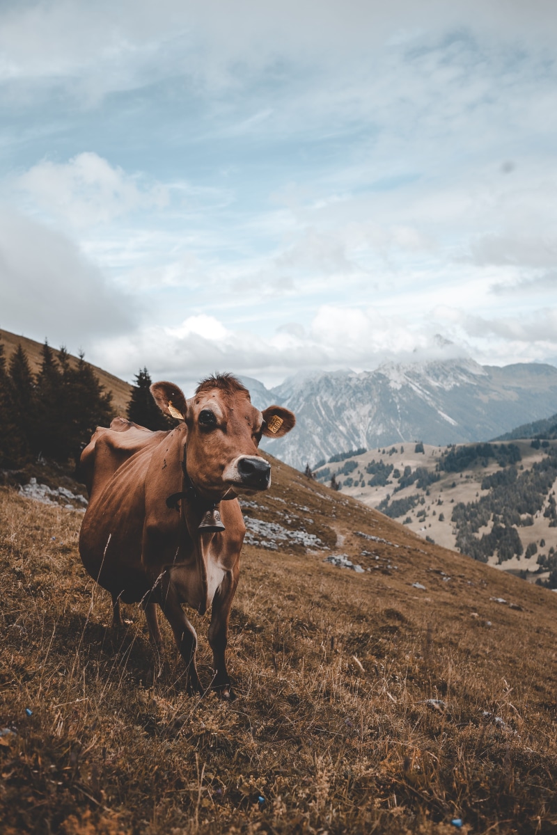 swiss cow, environment, cloud - sky, domestic animals, clouds, beauty in nature, animal portrait, one animal, top, autumn, vertebrate, ganado, cow, livestock