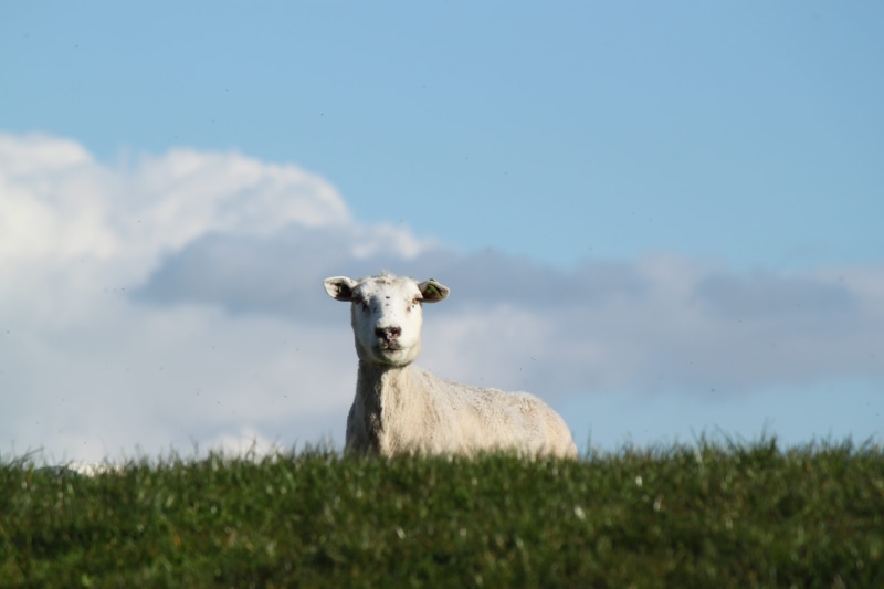 sheep, grazing, green, grass, farm, looking at camera, meadow, outdoors, cow, white, pets, pasture, plant, animal, vertebrate, no People, herbivorous, goat