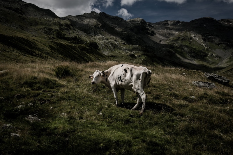 cow, animal, black, mountain, cloud - sky, top, vertebrate, field, outdoors, 4K, domestic animals, livestock, white, one animal, no people, herbivorous