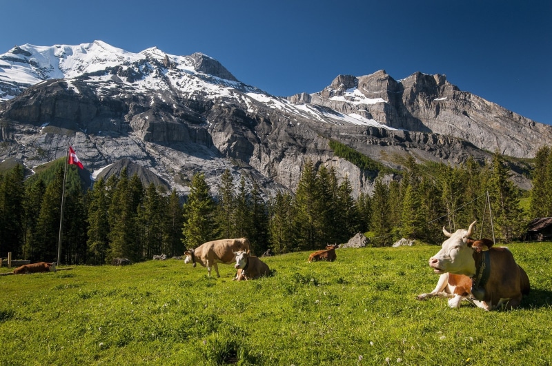 nature, beauty in nature, outdoors, domestic animals, livestock, cow, vertebrate, Switzerland, Tops, snowcapped mountain, 1080P, Meadow, Grass, scenics - nature