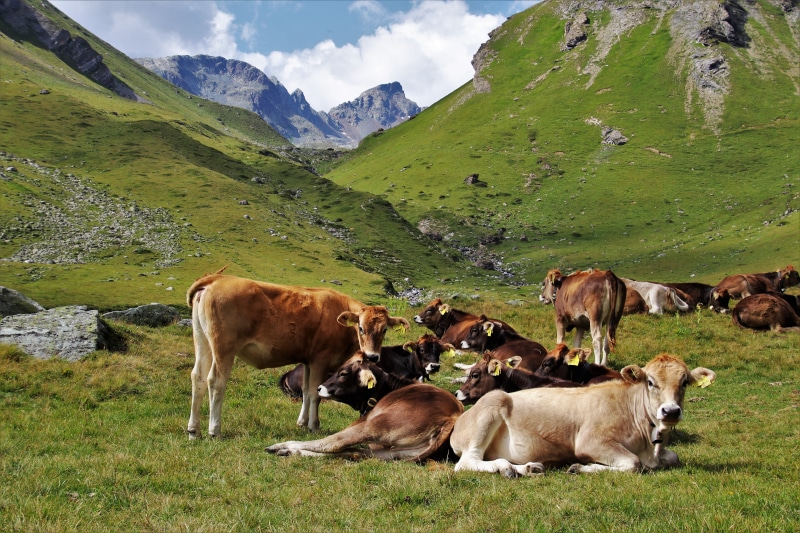 group of animals, nature, tops, vertebrate, summer, domestic, animal themes, green, the idyll, domestic animals, scenery, 5K, pastures, animals, cattle