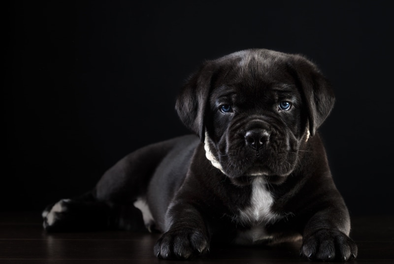 2K, puppy, cane Corso, handsome
