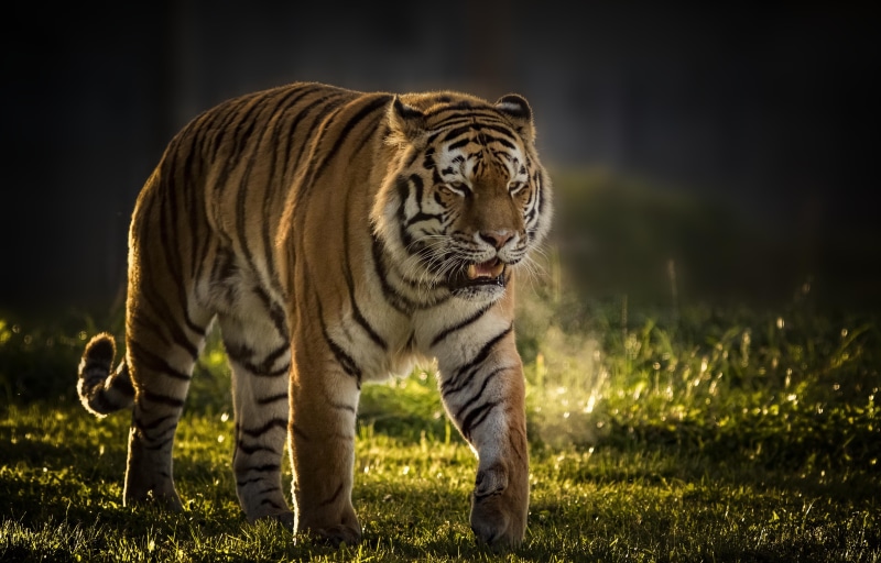 animal, animal themes, no people, handsome, grass, background, walking, predator, 5K, night, nature, whisker, animals in the wild, feline, animal wildlife