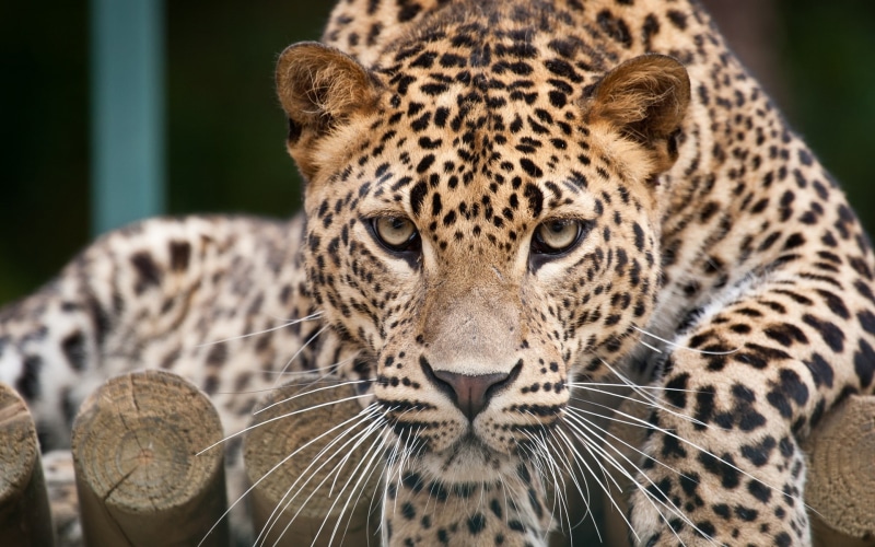 close, 1080P, Leopard, Eyes, Face