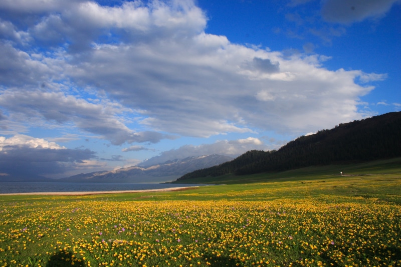 agriculture, outdoors, meadow, yili, mountain, sky, field, rural Scene, flower, aka, beside, 新疆, green field, Sayram, green, flowers, 伊犁, springtime, 中国