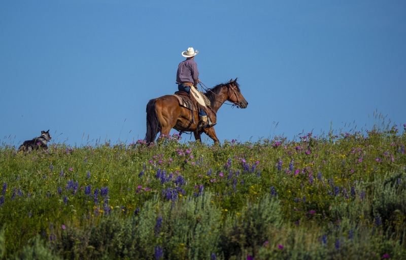 pets, purple, domestic, one animal, portrait, riding, equestrian, field, growth, working, herbivorous, hat, dog, plant, nature, west, outdoors, horse, male